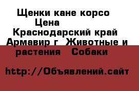 Щенки кане корсо › Цена ­ 20 000 - Краснодарский край, Армавир г. Животные и растения » Собаки   